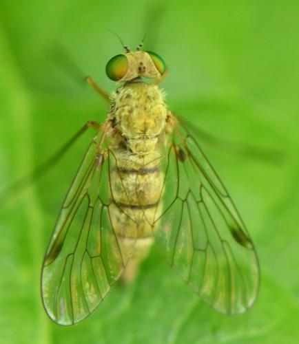 Réf. 261 396 : Chrysopilus asiliformis